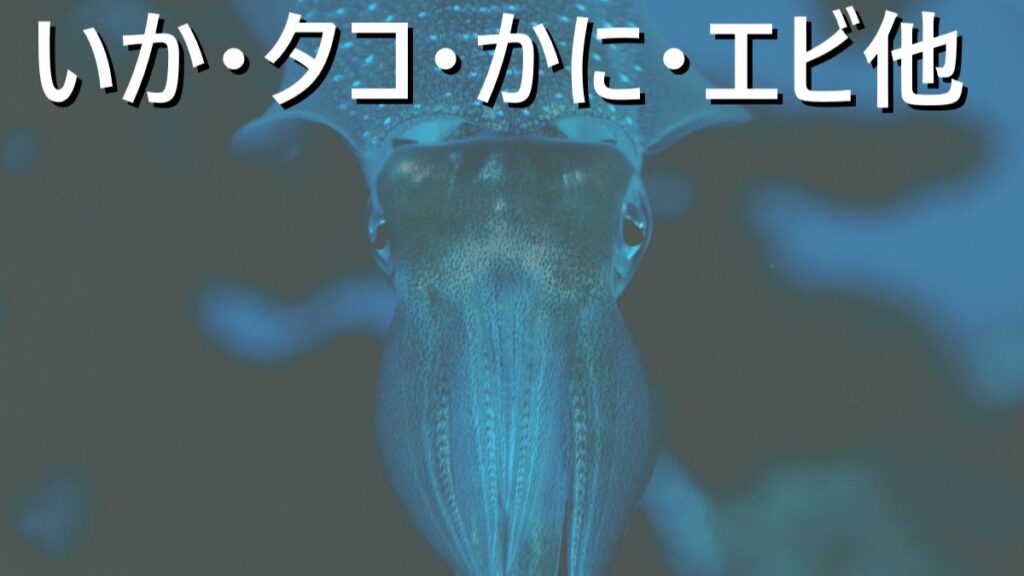活きのよさそうなイカの画像